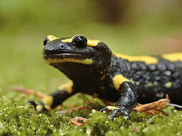 Amphibian-protection-ACO-wildlife