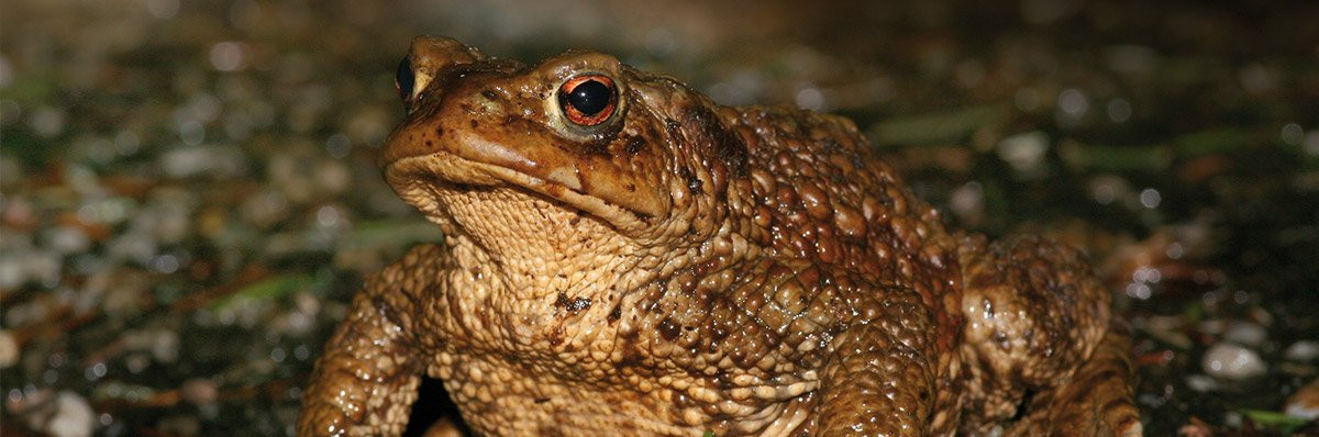 toad protection