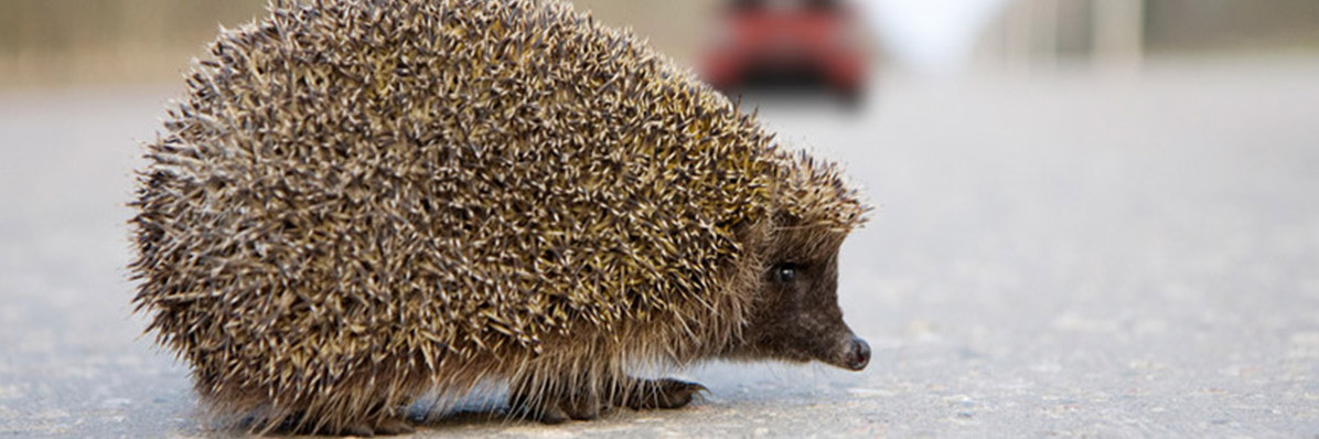 Protection of hedgehogs