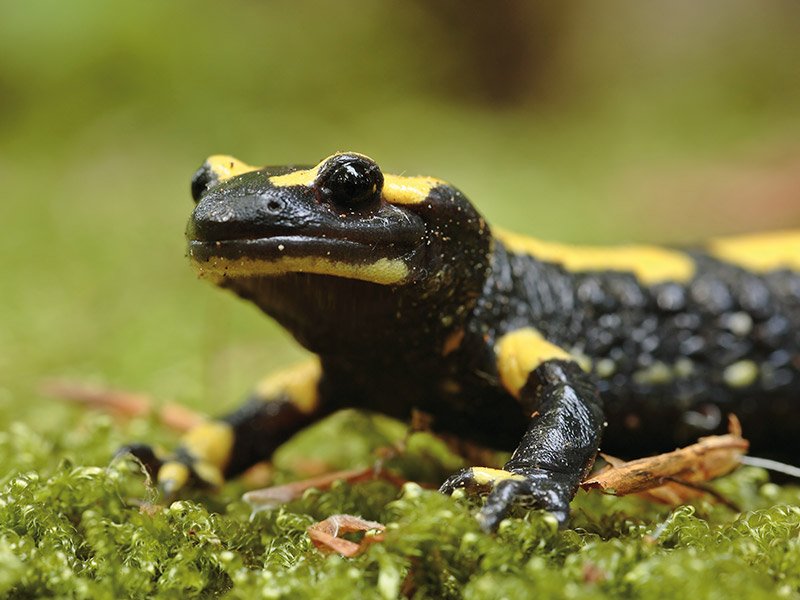 Amphibian-protection-ACO-wildlife