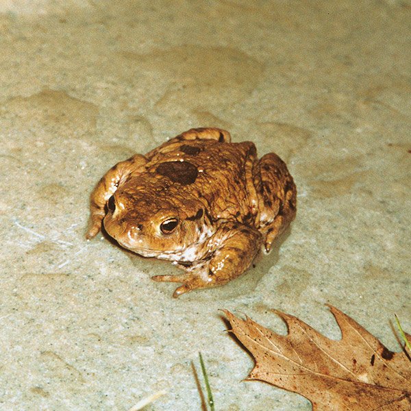 Toad-on-polymer-concrete